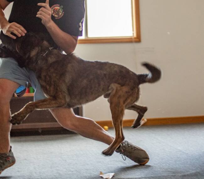 Dutch Shepherd K9 moving at speed