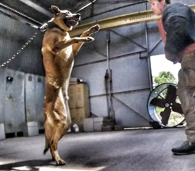 Malinois leaping into a bite