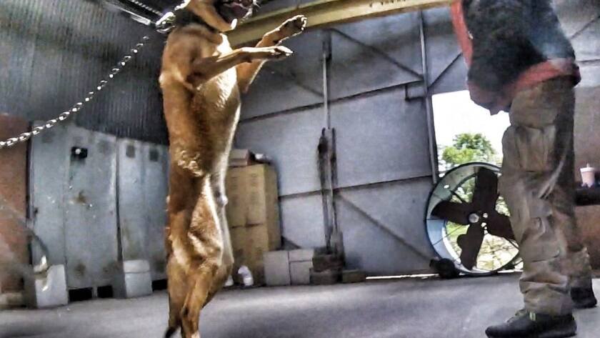 Malinois leaping into a bite