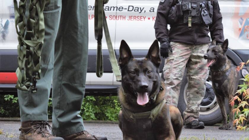 K9s holding a down-stay beside their handlers