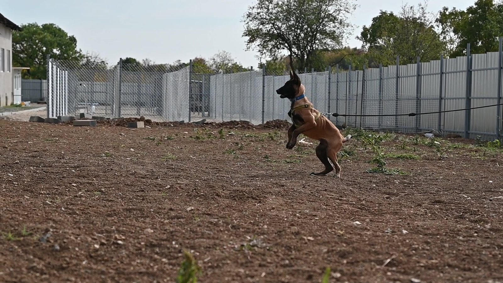 Malinois puppy Halo during bitework training