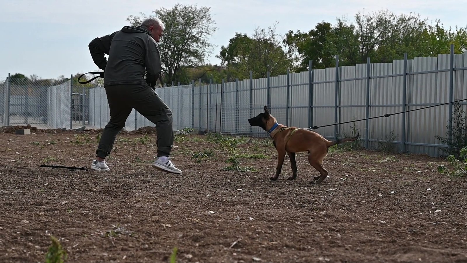 Malinois puppy Halo during bitework training