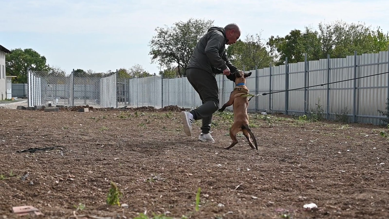 Malinois puppy Halo during bitework training