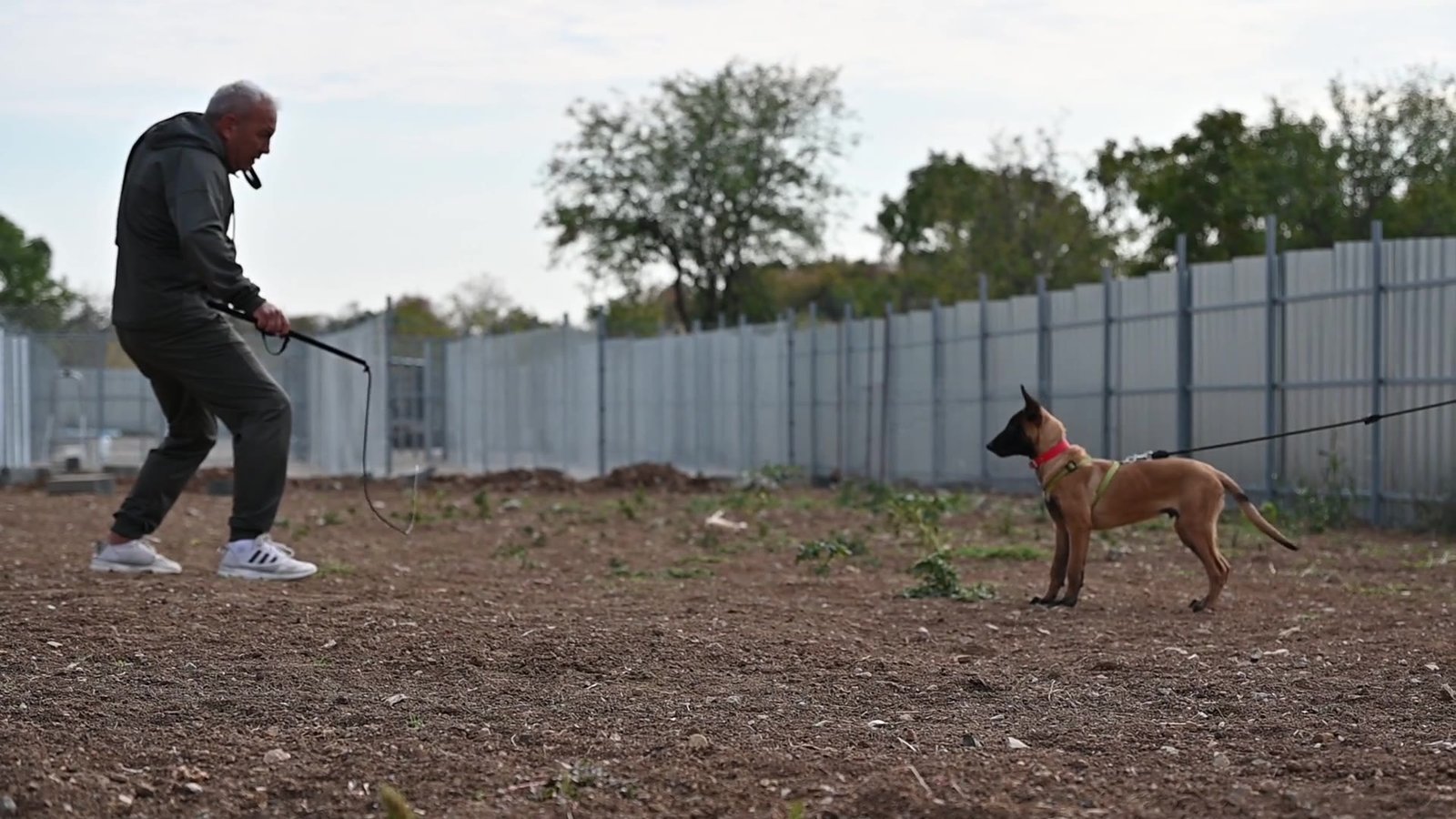 Malinois puppy Hanibbal during bitework training