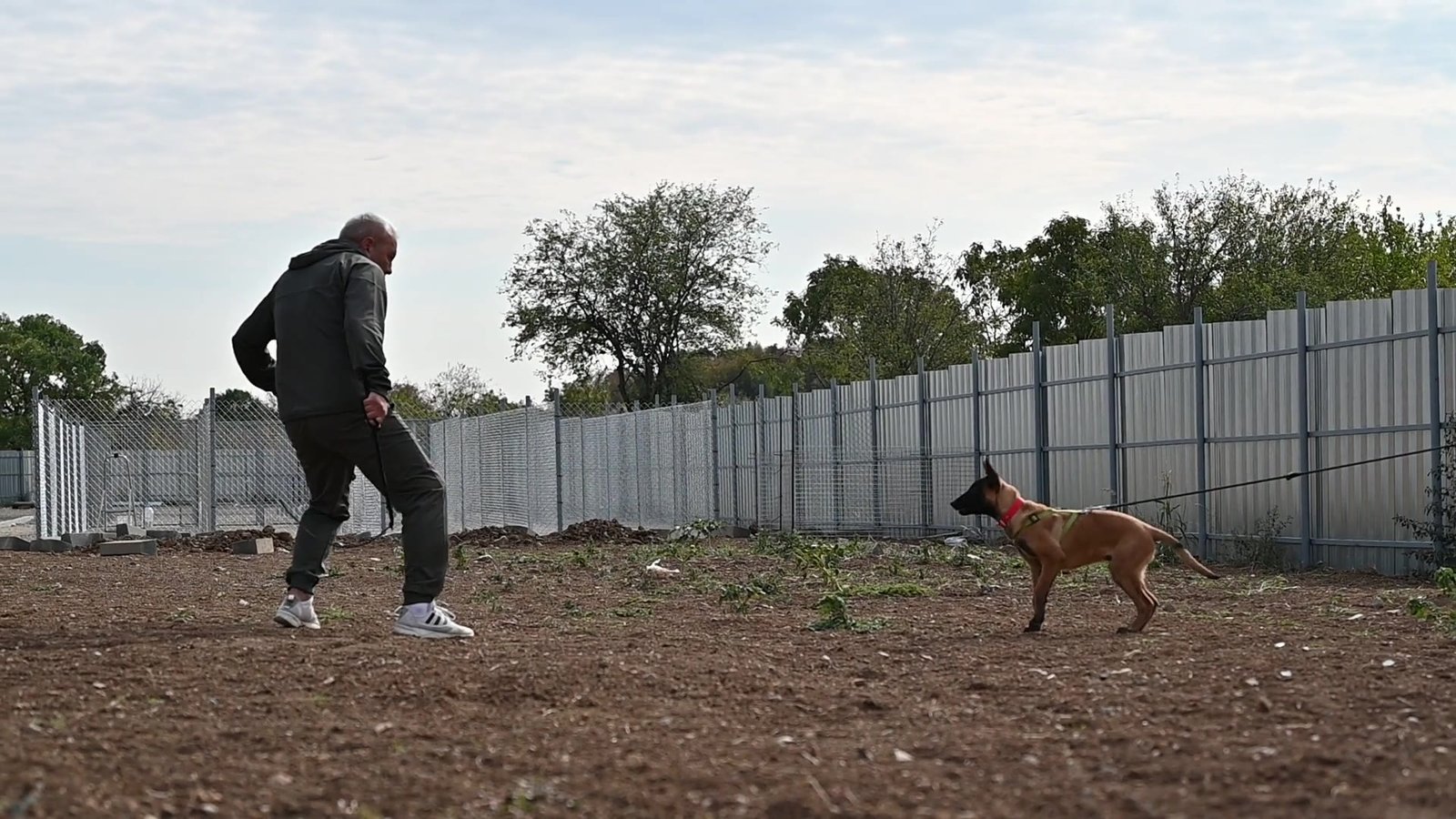 Malinois puppy Hanibbal during bitework training