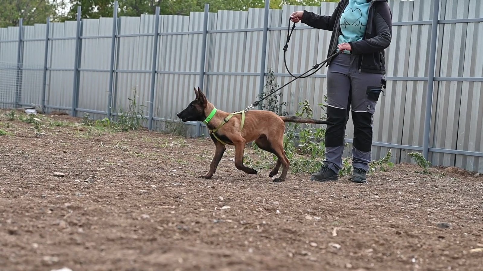 Malinois puppy Hunter during bitework training