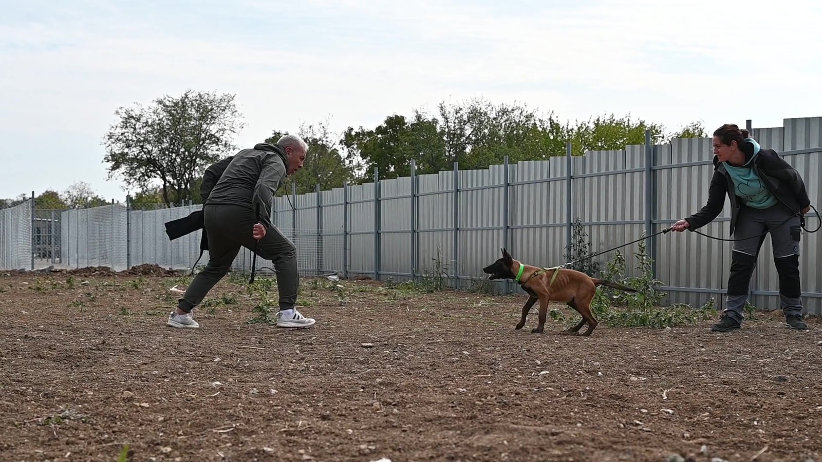 Malinois puppy Hunter during bitework training
