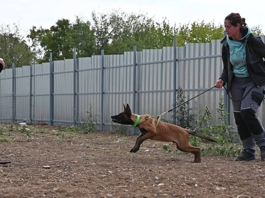 Malinois puppy Hunter during bitework training