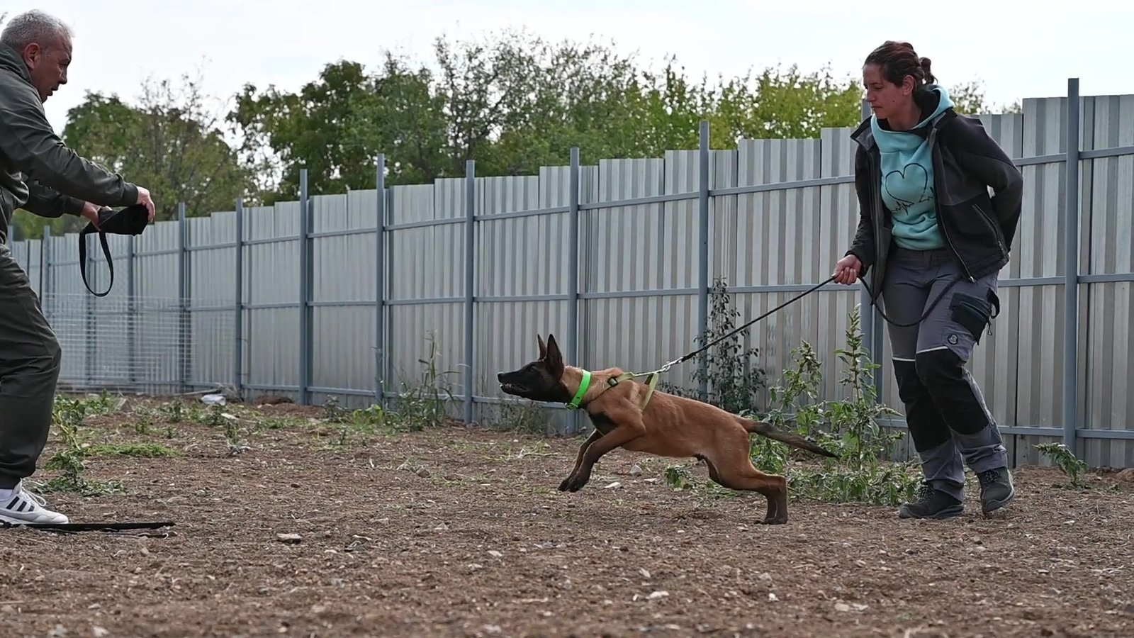 Malinois puppy Hunter during bitework training