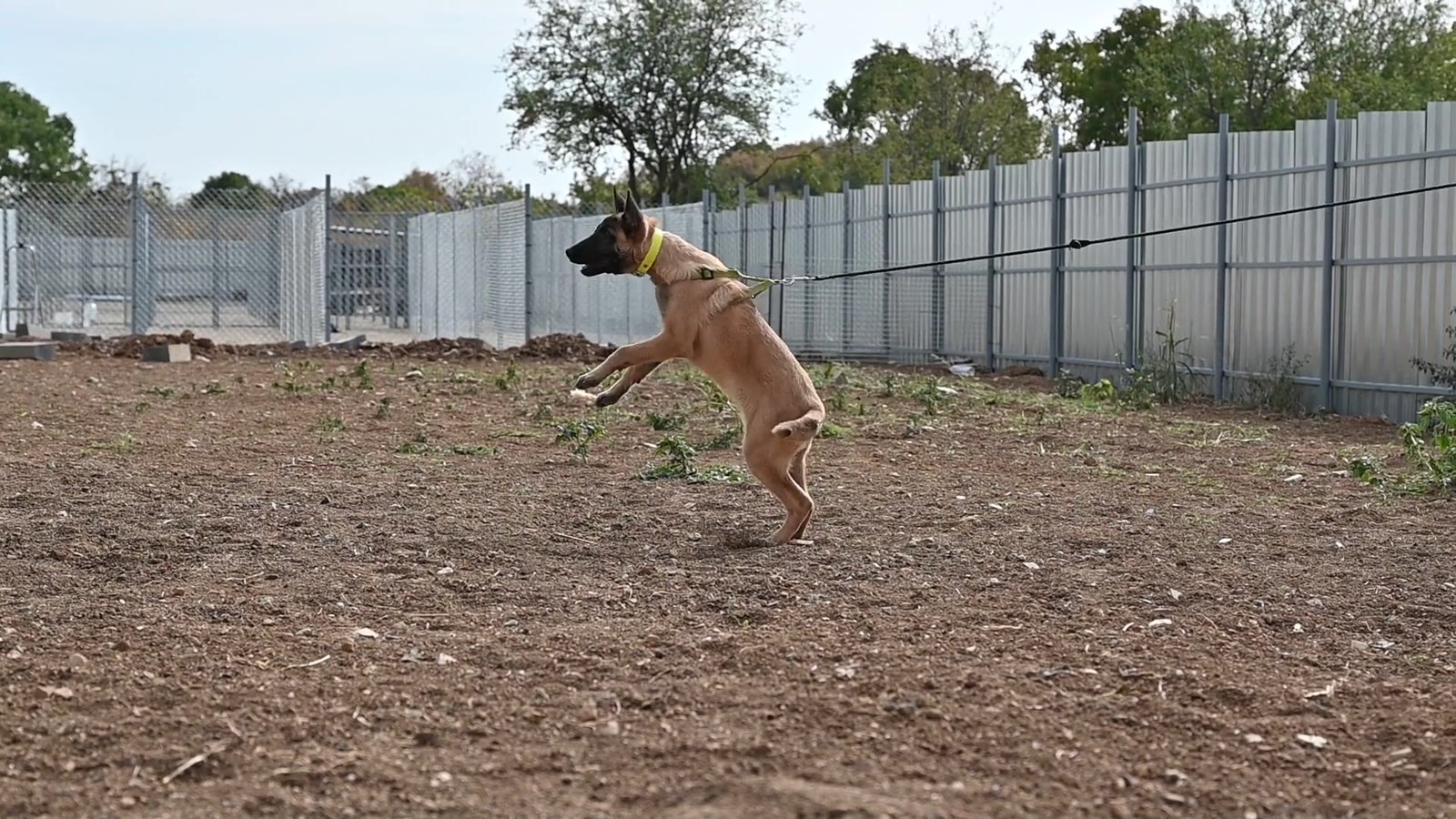 Malinois puppy Target during bitework training