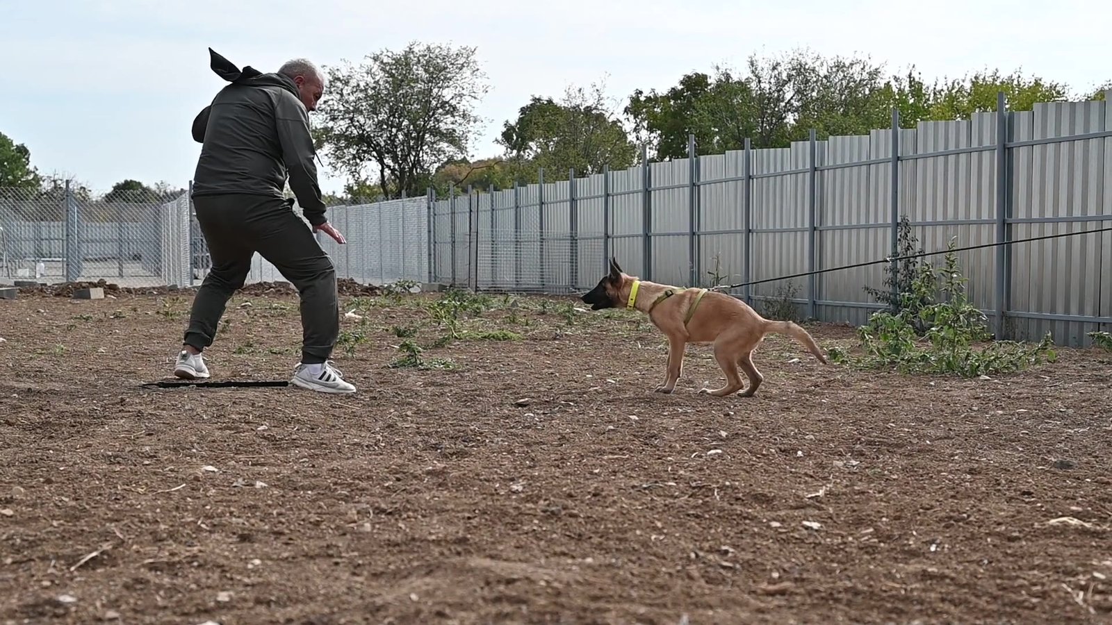 Malinois puppy Target during bitework training