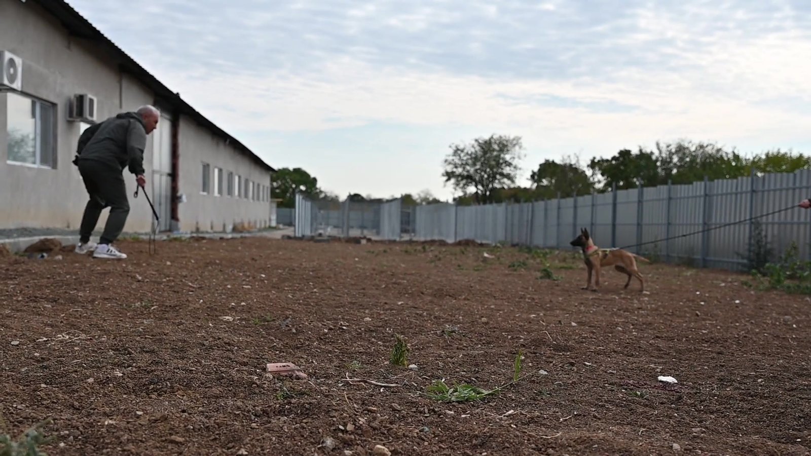 Malinois puppy Terra during bitework training