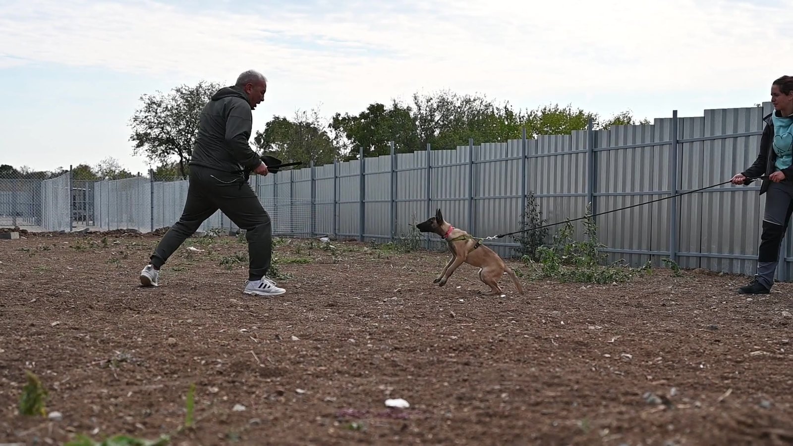 Malinois puppy Terra during bitework training