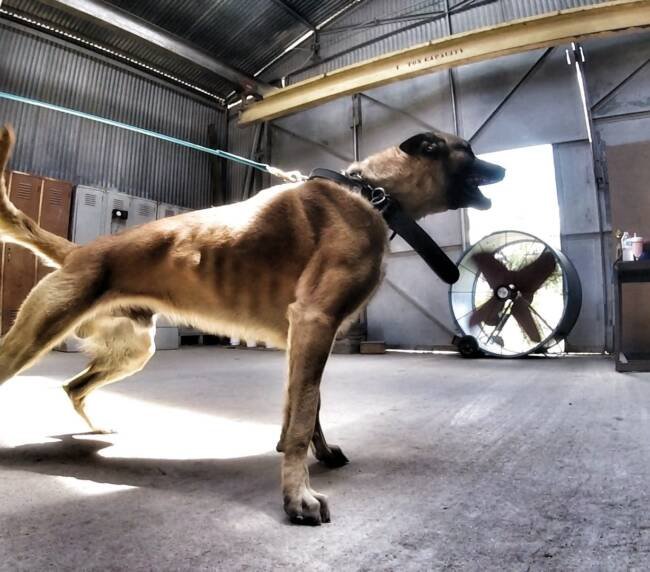 Malinois driving into the handler on leash