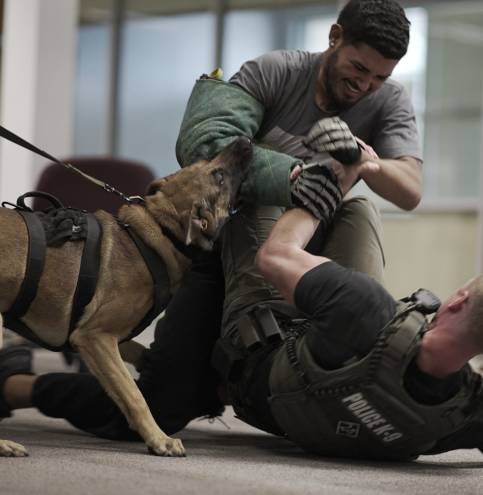 Malinois apprehension on a decoy during handler training