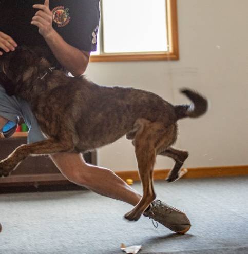Dutch Shepherd K9 moving at speed