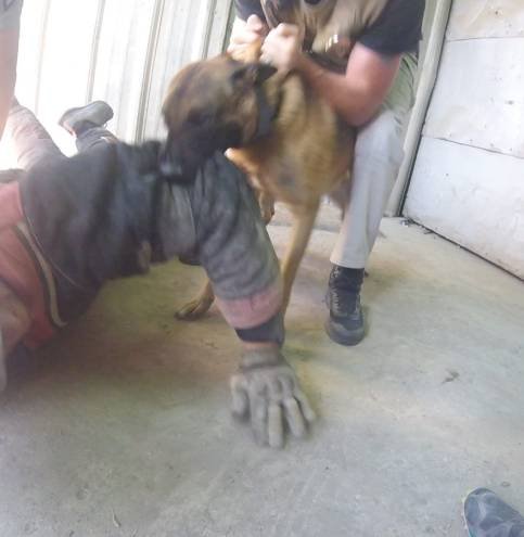 K9 holding a grounded decoy