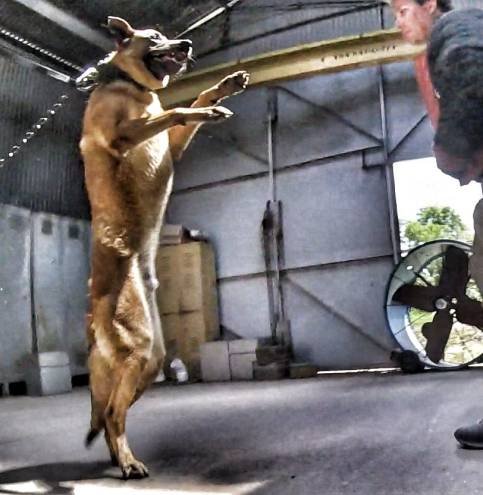 Malinois leaping into a bite