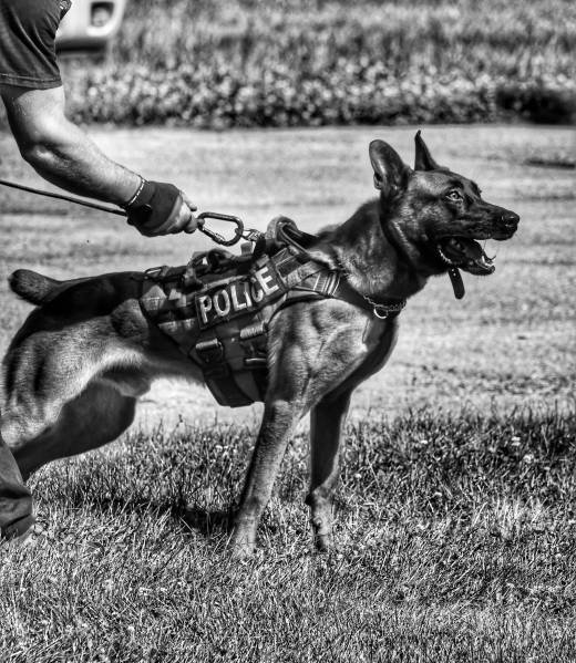 Police K9 on the training field