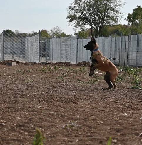 Malinois puppy Halo during bitework training