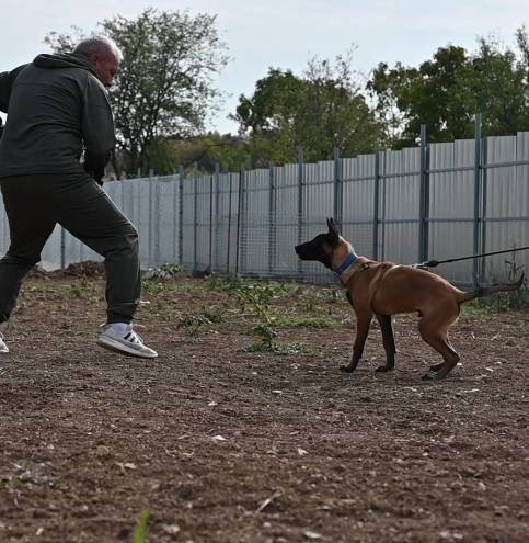 Malinois puppy Halo during bitework training