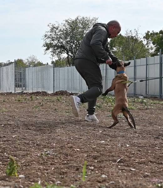 Malinois puppy Halo during bitework training
