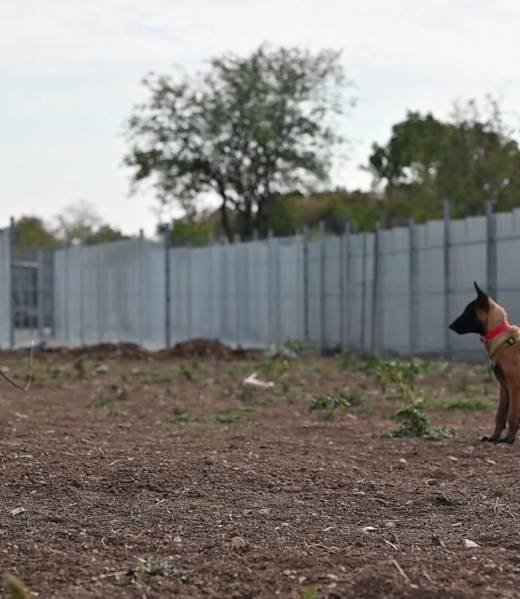 Malinois puppy Hanibbal during bitework training