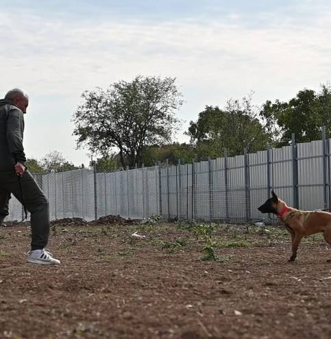 Malinois puppy Hanibbal during bitework training