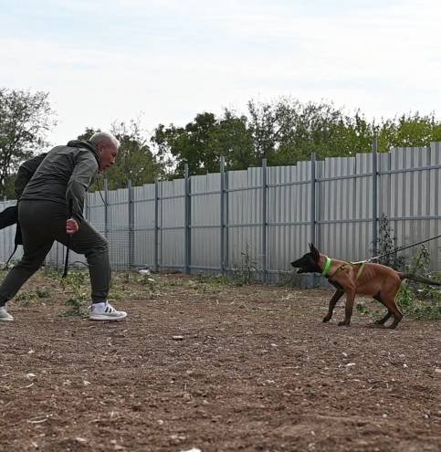 Malinois puppy Hunter during bitework training