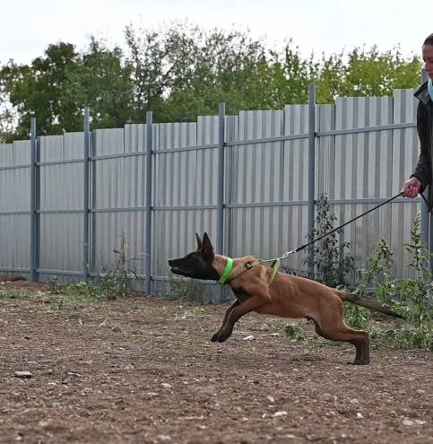 Malinois puppy Hunter during bitework training