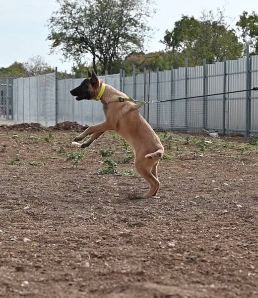 Malinois puppy Target during bitework training