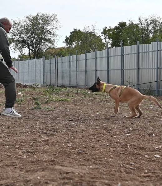 Malinois puppy Target during bitework training
