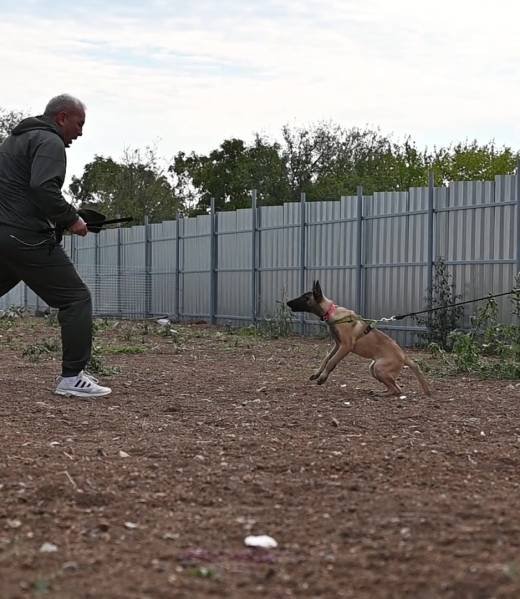 Malinois puppy Terra during bitework training