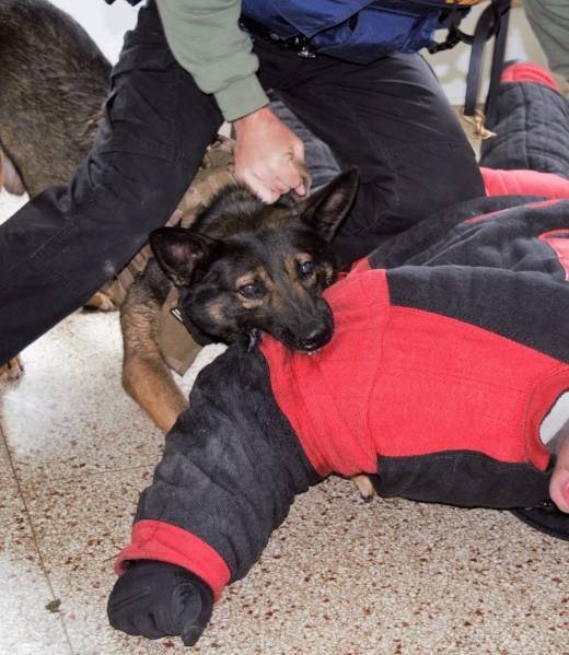 K9 apprehension with a bite-suit decoy