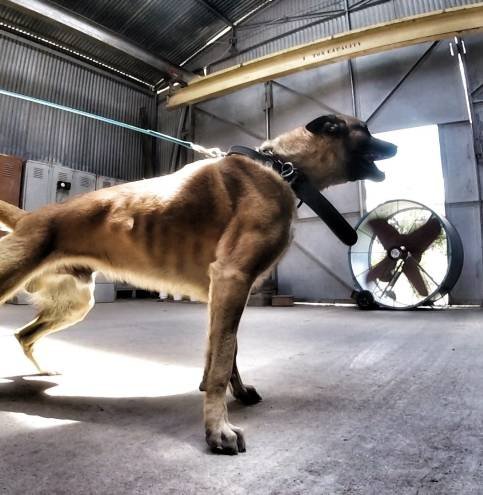 Malinois driving into the handler on leash
