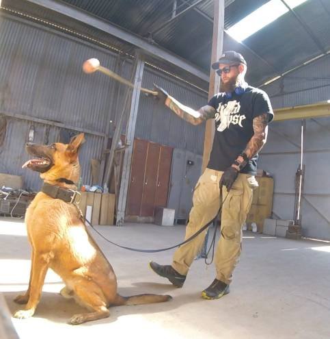 Malinois in focused obedience with the handler